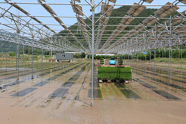 영농형 태양광발전 시설 아래에서 모내기를 하고 있는 모습. [사진=한국남동발전]