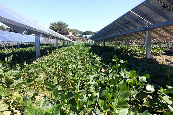 제주도에서는 태양광발전 시설 아래 농사를 짓는다.[사진=제주탑솔라]