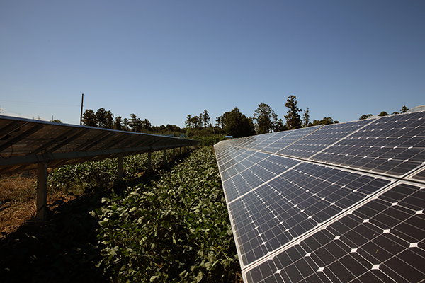 태양광 EPC 기업들은 경쟁을 기회로 삼고 더 큰 미래를 그리고 있다. [사진=제주탑솔라]