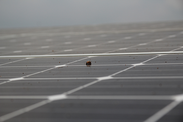 벌과 같은 곤충들의 사체 역시 발전 효율을 떨어뜨리는 원인이 된다. [사진=솔라투데이 탄소제로]