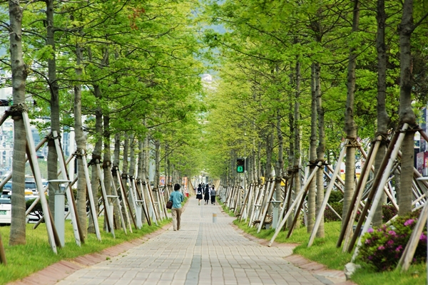 구미시 일천만 그루 나무심기운동 사업 결과인 인동 도시숲 [사진=구미시청]