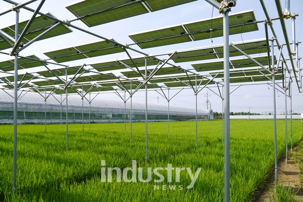 영농형 태양광 발전의 표준 시스템 개발을 충북 오창의 논, 밭에서 실증 연구가 진행되고 있다. [사진=솔라팜]