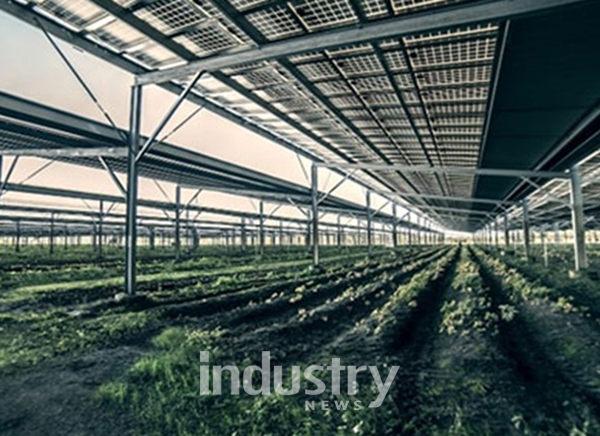 고호태양광의 인삼밭용 태양광발전 설비 '솔라팜' 전경 [사진=고호태양광]