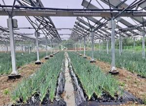 동서발전, 생산량 높인 차세대 영농형태양광 실증 성공